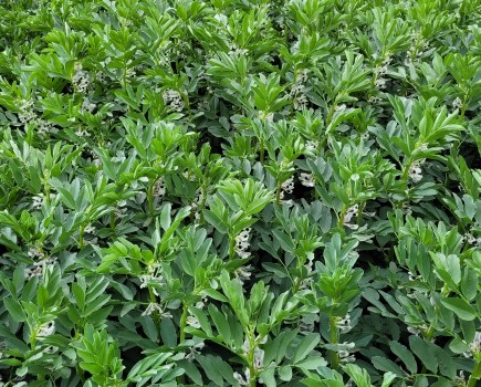 An image of field beans in flower.