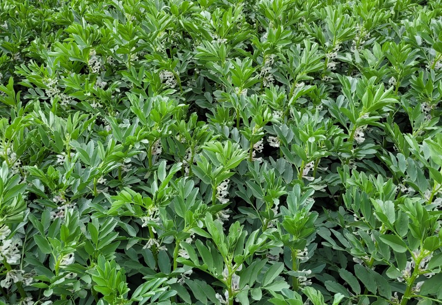 An image of field beans in flower.