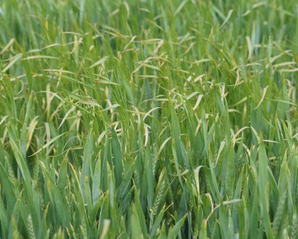 An image showing brome weeds within a crop field.