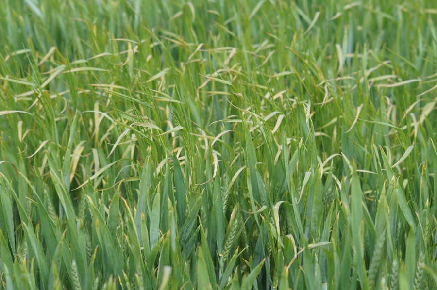 An image showing brome weeds within a crop field.