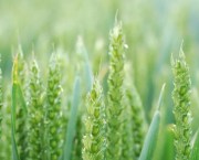 A close-up image of green wheat ears in a crop field.