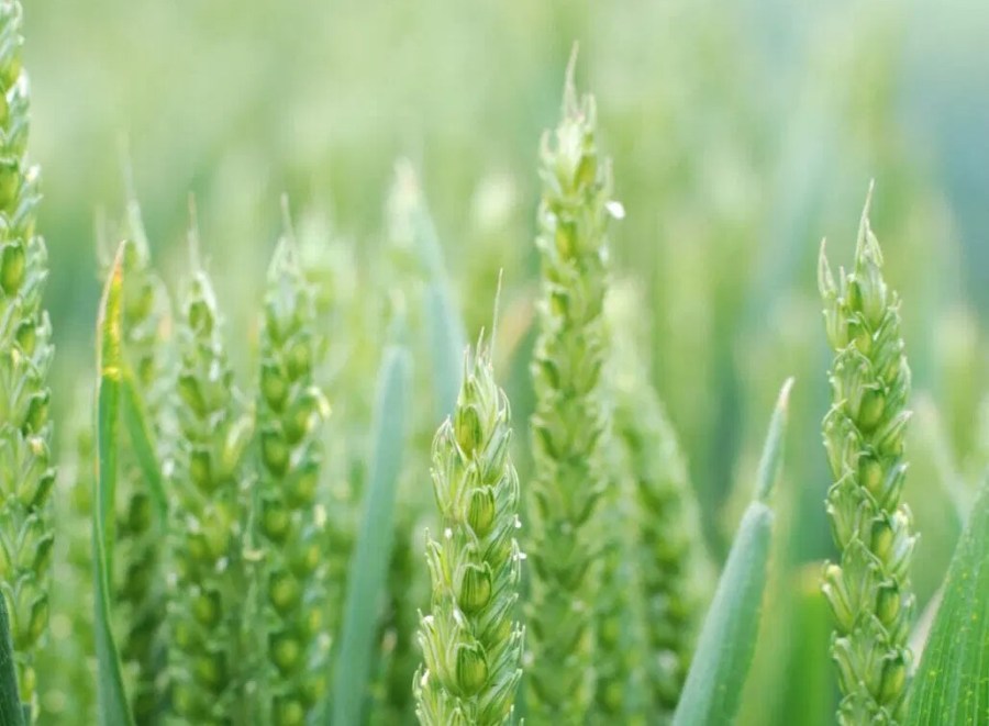 A close-up image of green wheat ears in a crop field.