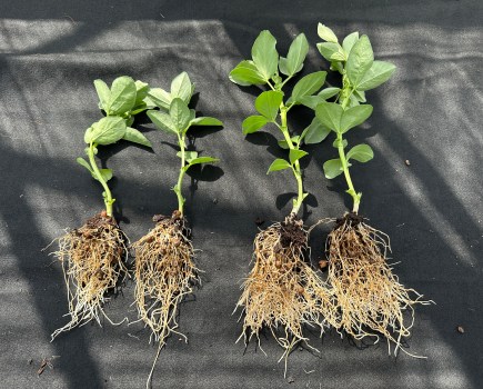 An image showing a comparison of young bean plants - two treated with a biostimulant seed treatment, the other two not. The treated plants exhibit an increase in both shoot and root mass.