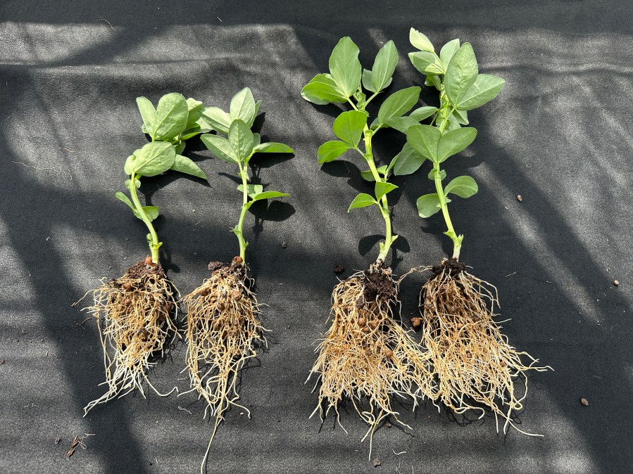 An image showing a comparison of young bean plants - two treated with a biostimulant seed treatment, the other two not. The treated plants exhibit an increase in both shoot and root mass.