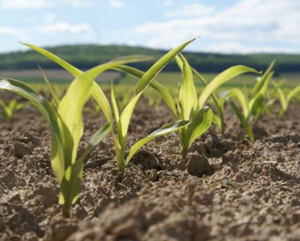 Grain maize: Take a chance on grain maize