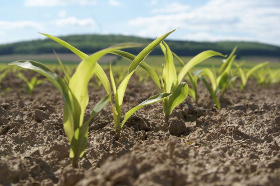 Grain maize: Take a chance on grain maize