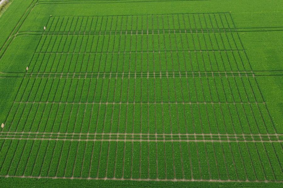 Nitrogen management & nutrition: Bridging the gap