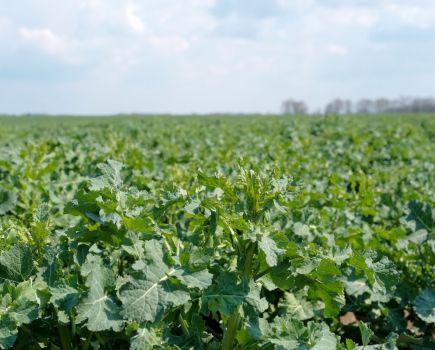 OSR weed control: Smooth operator