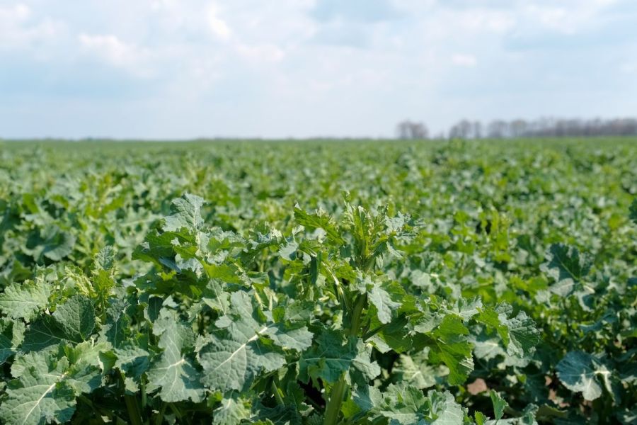 OSR weed control: Smooth operator