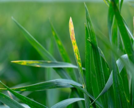 Cereal disease control: Input versus output