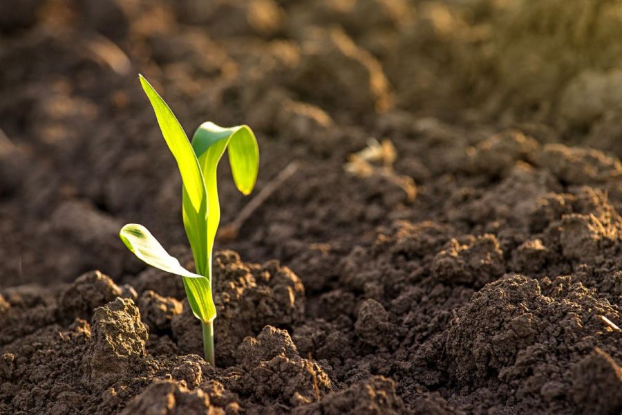 BASE-UK conference: Energising soil health