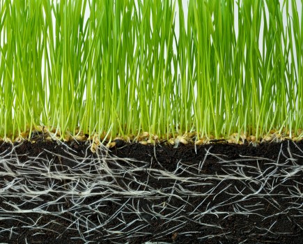 Image depicting a cross section of soil - seedlings with white roots