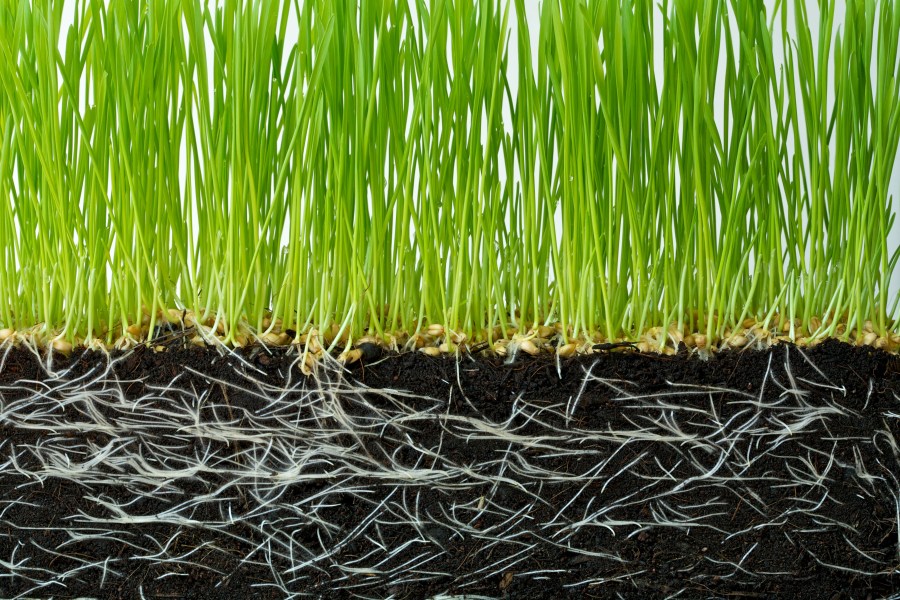 Image depicting a cross section of soil - seedlings with white roots