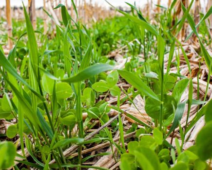 Cover crops: Cover crop rewards