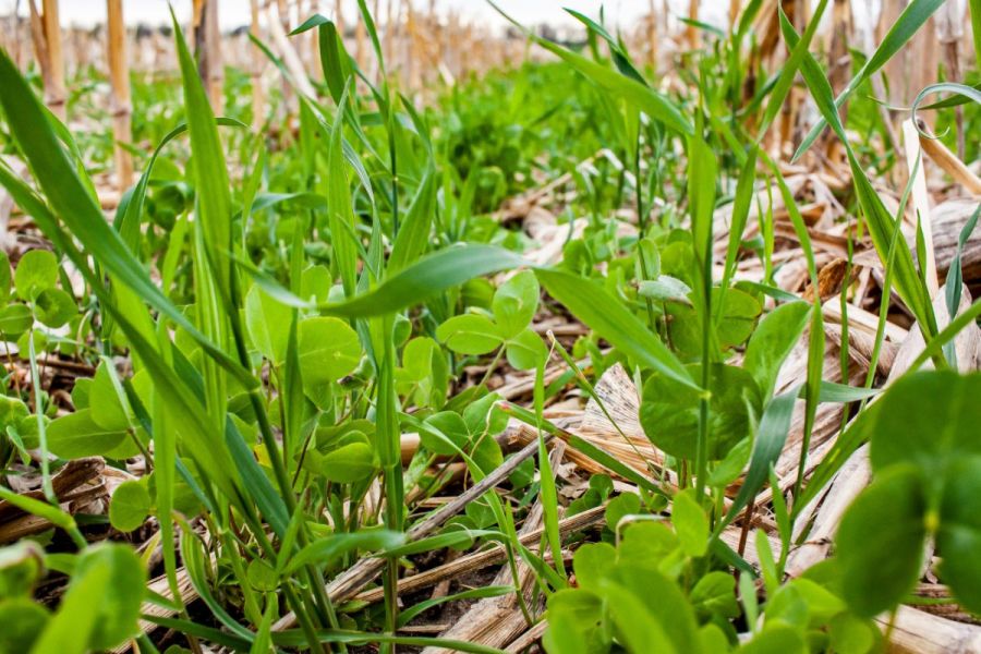 Cover crops: Cover crop rewards