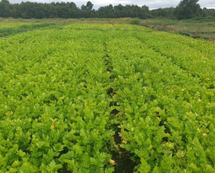 Paludiculture: Wetter farming