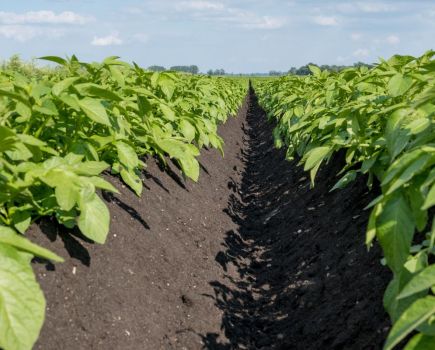 Potato agronomy: Weeding out concerns