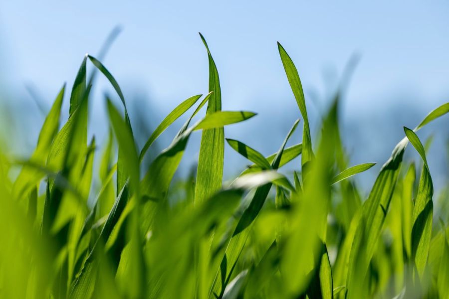 Cereal crop agronomy: Shift in approach