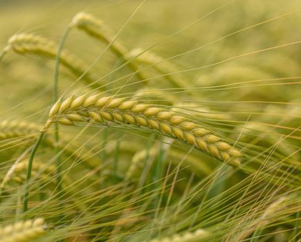 Spring barley: Ready for a shake-up