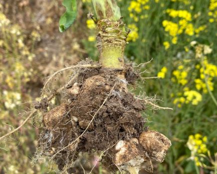 Clubroot: Mitigating migrations