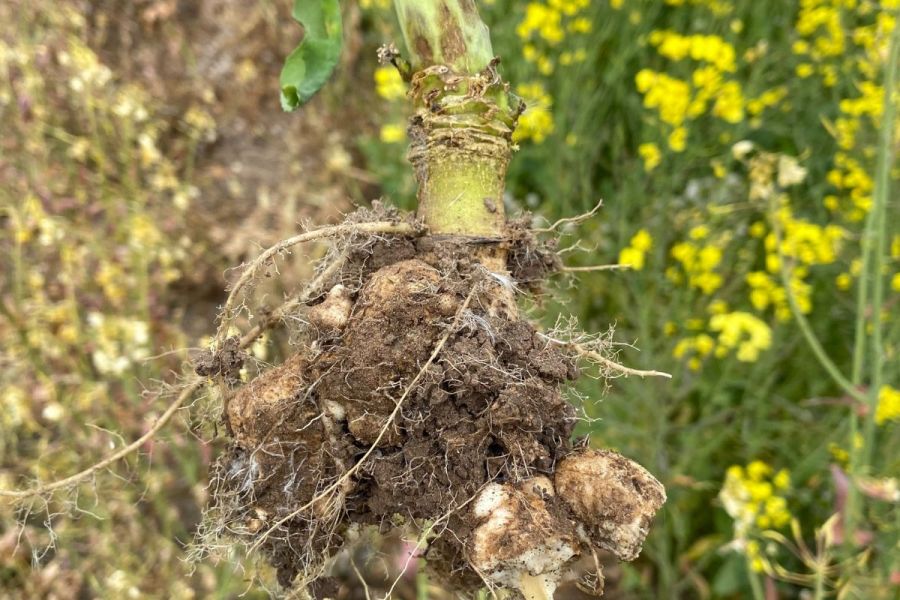 Clubroot: Mitigating migrations