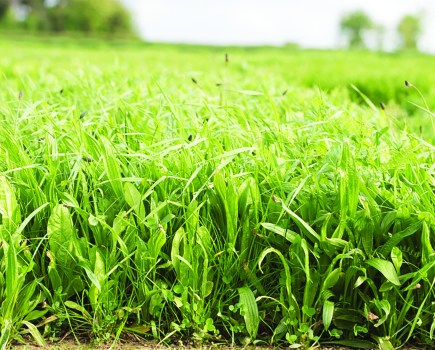 An image of a herbal lay in a field.