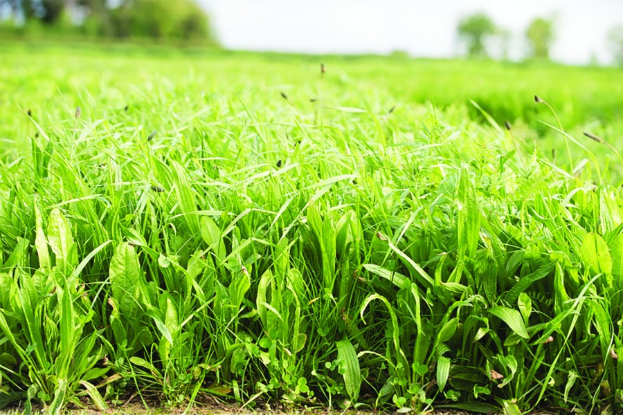 An image of a herbal lay in a field.