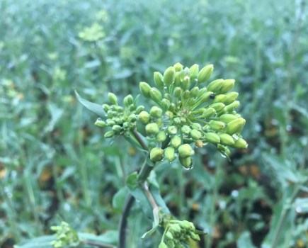 Image of an oilseed rape crop at green bud stage.