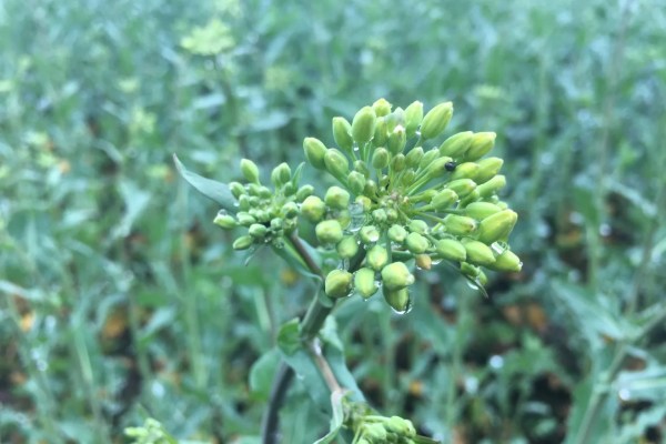 Image of an oilseed rape crop at green bud stage.