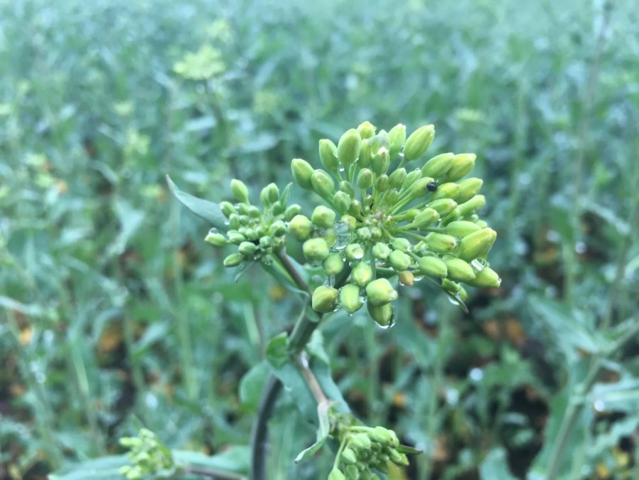 Image of an oilseed rape crop at green bud stage.