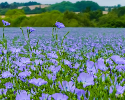 An image showing an agricultural field of blue flowering plants known as linseed.