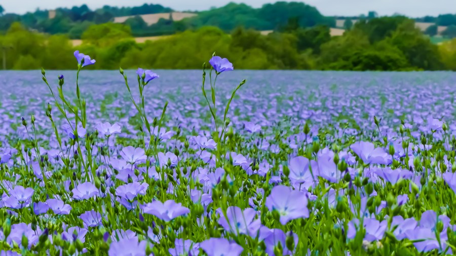 An image showing an agricultural field of blue flowering plants known as linseed.