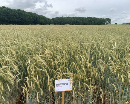 An image depicting an agricultural field of rye with a signage board at the front.