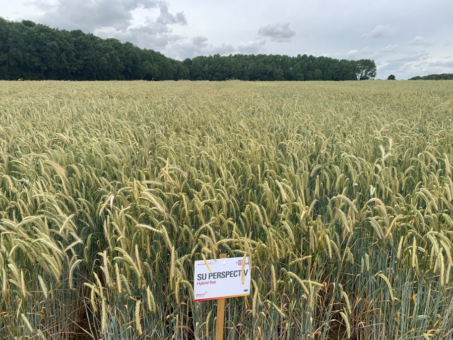 An image depicting an agricultural field of rye with a signage board at the front.