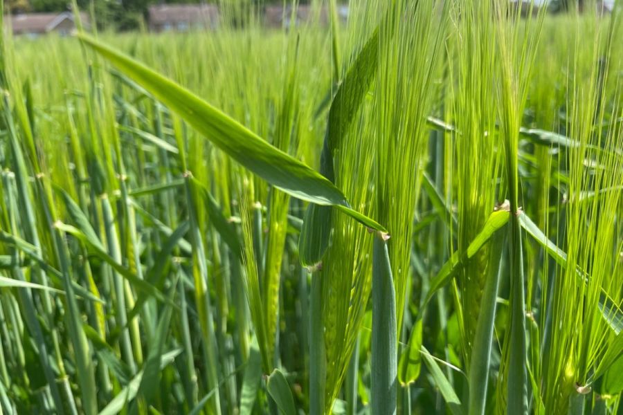 Fit for the Future: Barley benefits