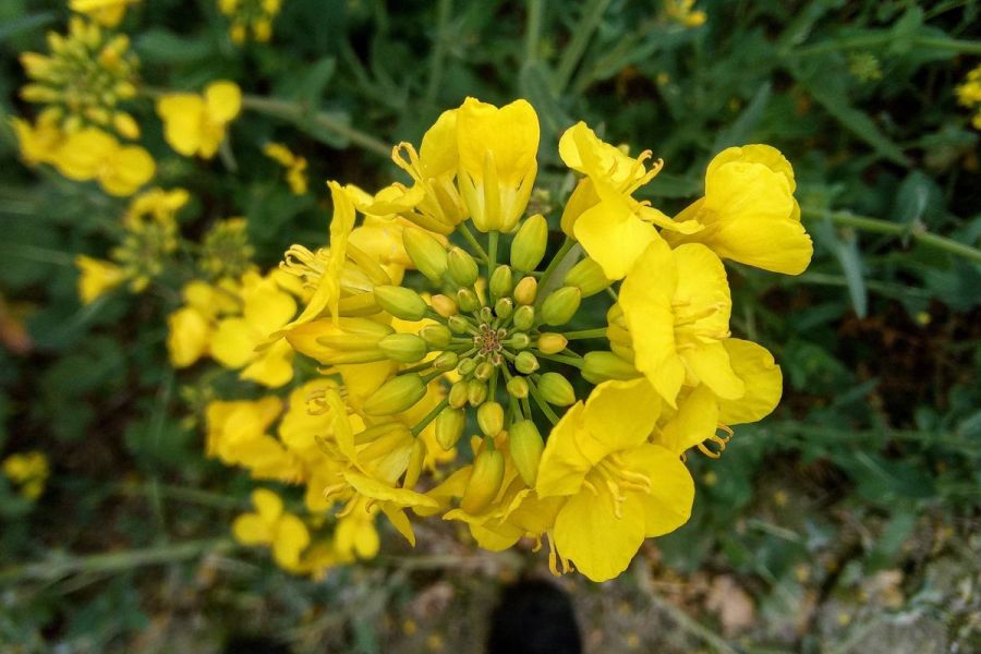 OSR disease: Fungicide resistance