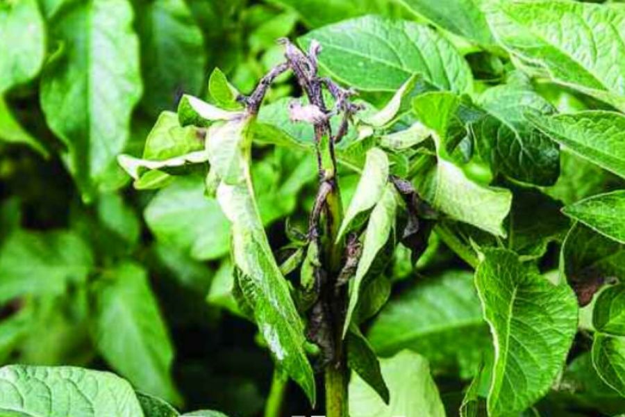 Potato agronomy: Perils in potatoes