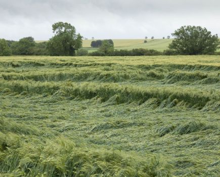 Spring agronomy: Looking out for lodging