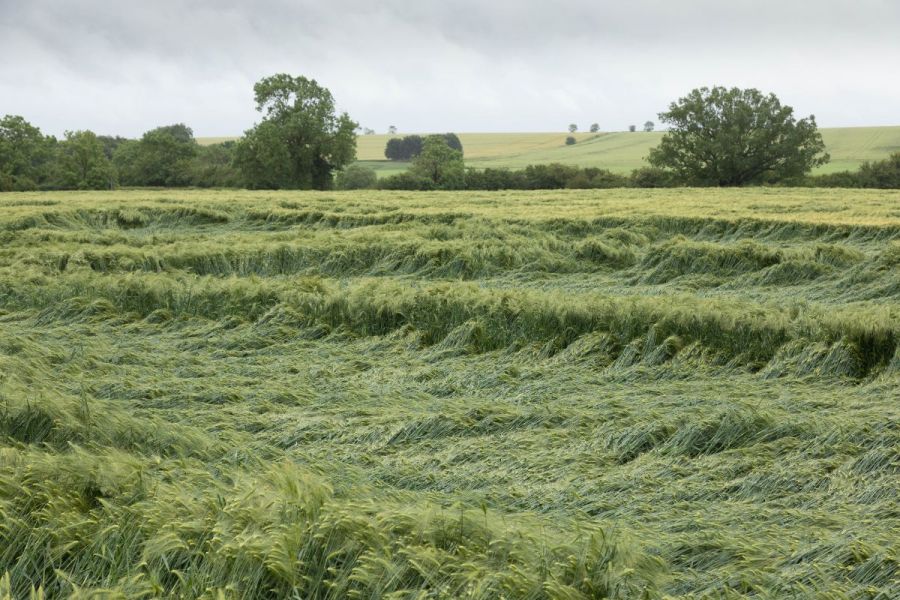 Spring agronomy: Looking out for lodging