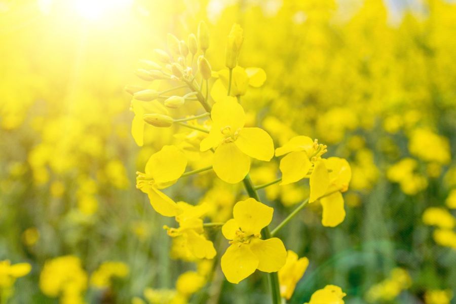 Varieties: Overcoming adversity