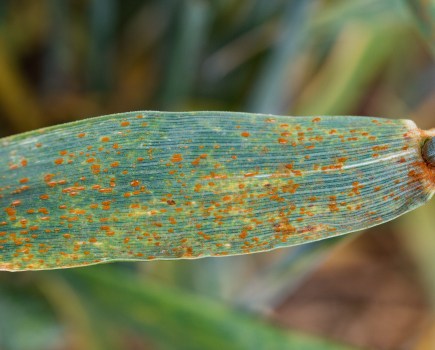 An image of a wheat leaf infected with brown rust, presenting as small brown pustules.