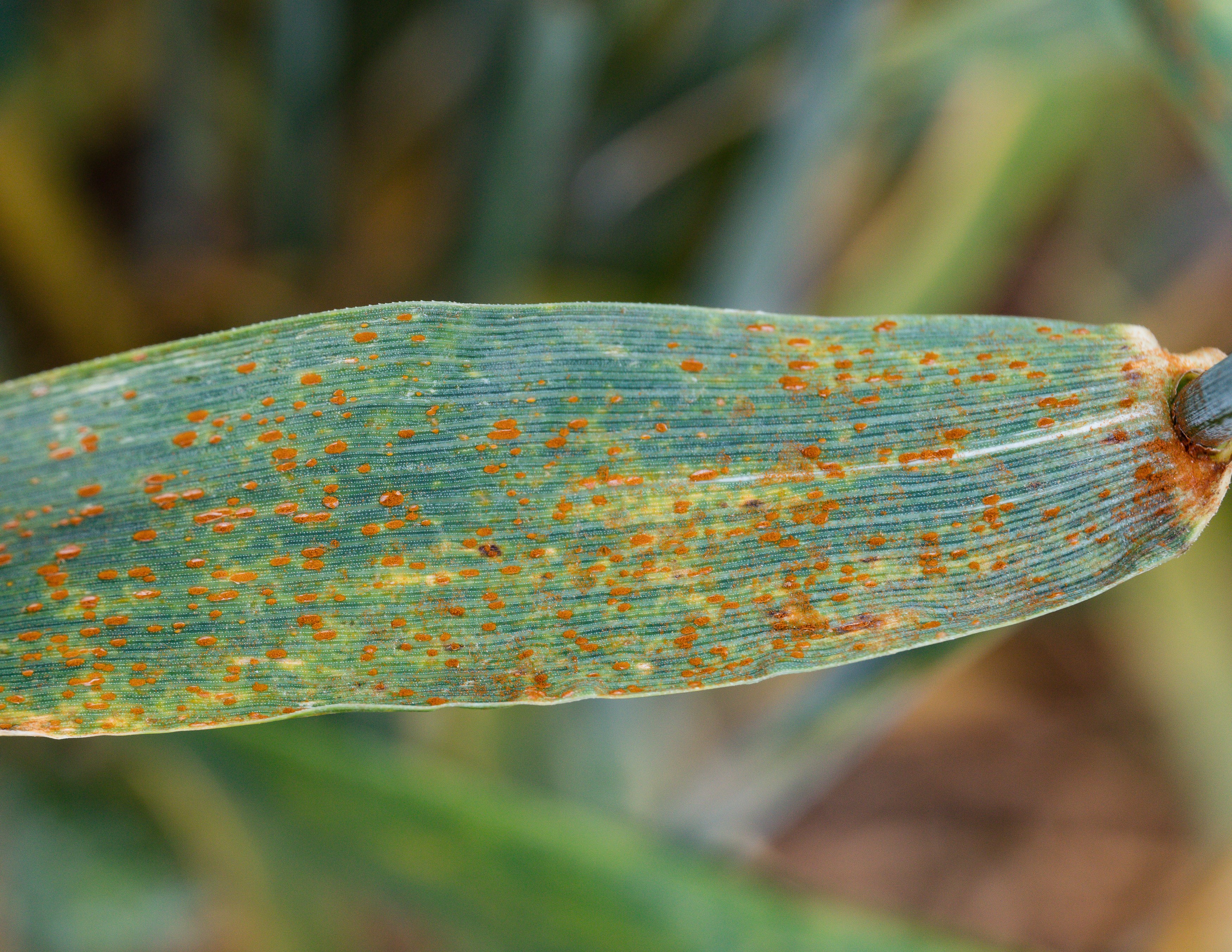 Early brown rust warnings - Crop Production Magazine