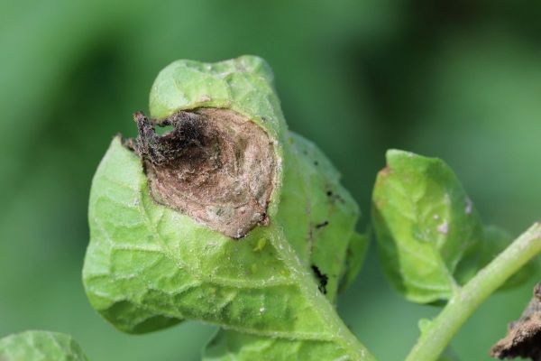 Real Results Roundtable: Blight – what could be next?