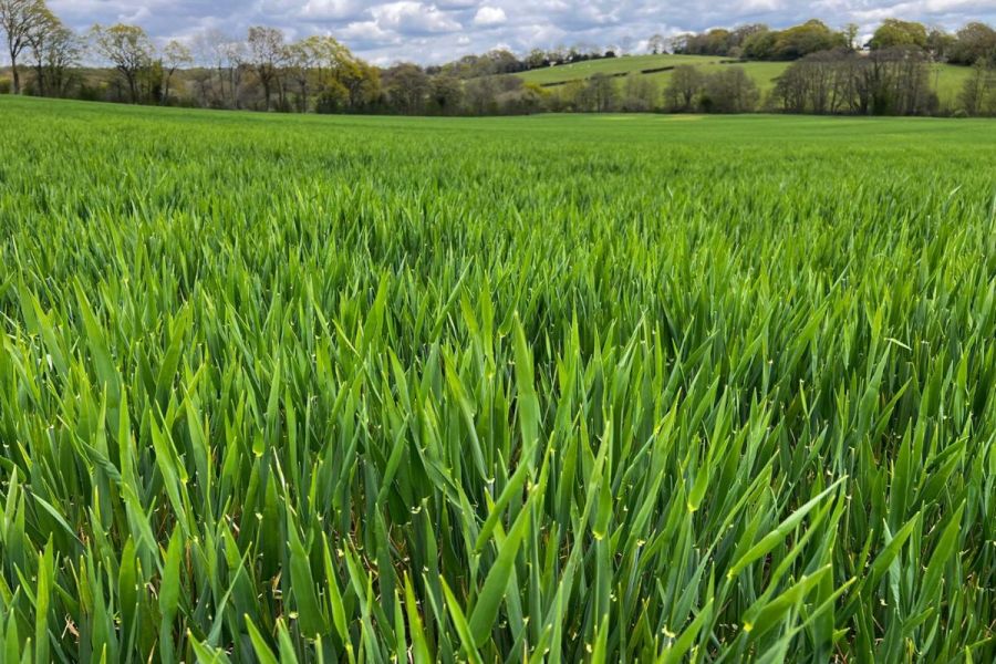 Insider’s View: barley - Buzzard against BYDV