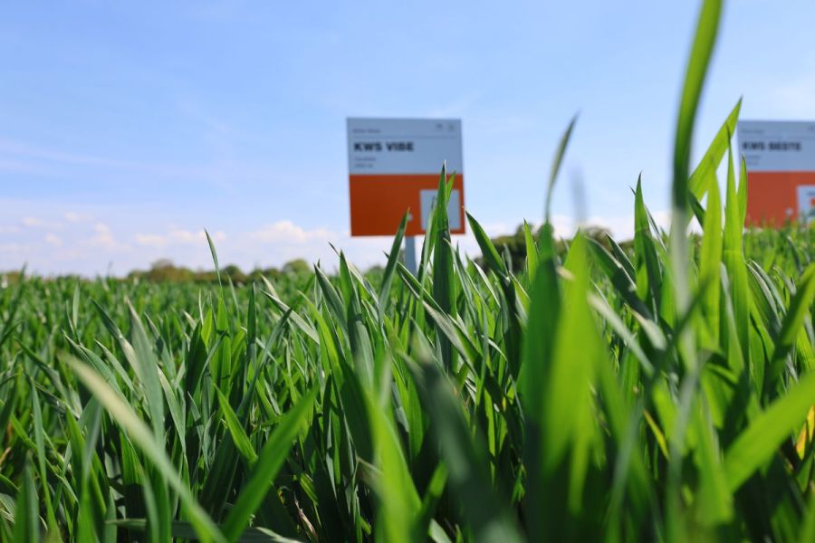 Fit for the Future: Sowing profitability
