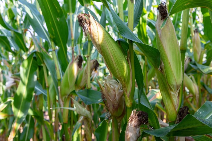 Maize: Maximising maize