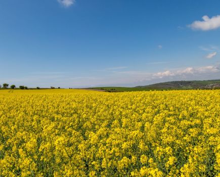 Insider’s View: OSR - Will Maverick fly?