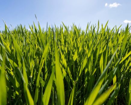 Applied Innovation: True nutritional status