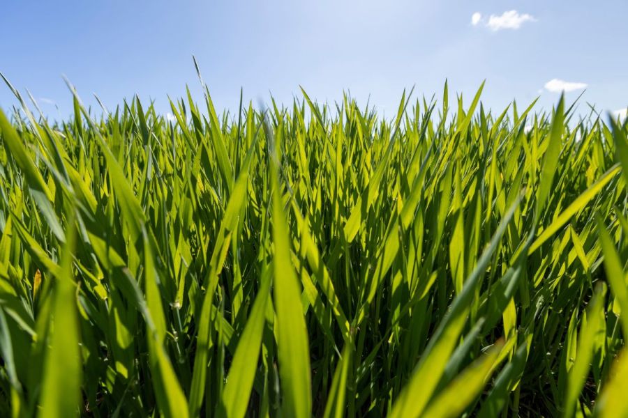 Applied Innovation: True nutritional status