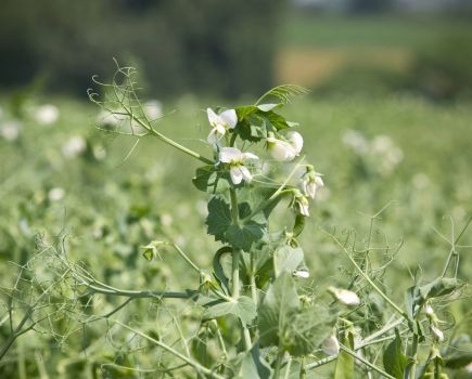 Pulse Progress: Planning for pulses